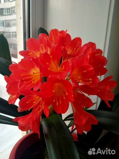 Комнатный цветок. Детка Кливии