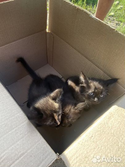 Котята 1 5 месяца