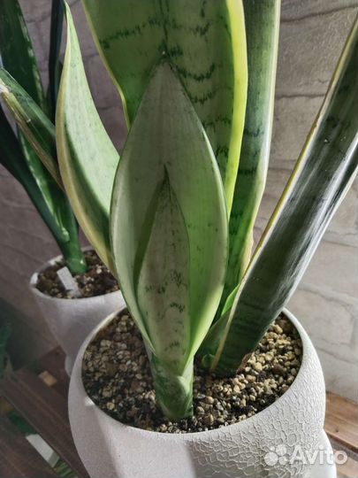 Сансевиерия сортовая