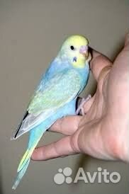 Волнистый попугай мальчик ищет подругу