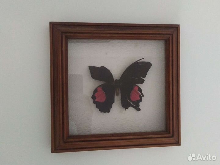 Бабочка в рамке Парусник Хелена