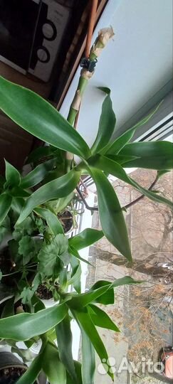 Золотой ус лечебный от 1000 болезней