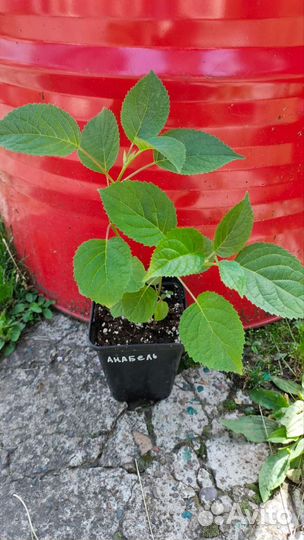 Гортензия Анабель, есть цветущие