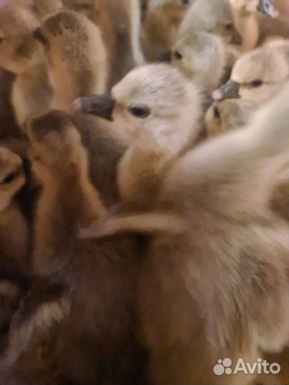Бройлеры циплята, Гусята Крупная Серая и Утята