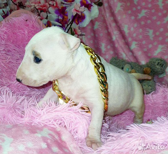 Стандартные шикарные девочки бультерьера,доставка