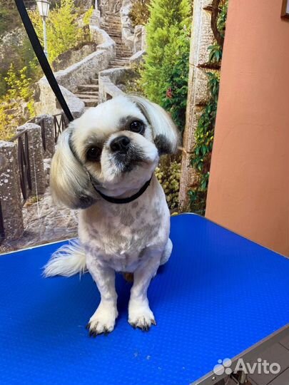 Стрижка собак и кошек