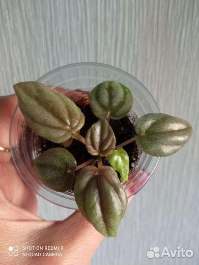 Пеперомия Серебристая, Пикколо Банда