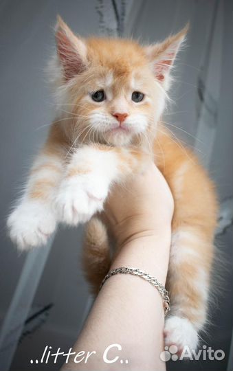 Котята мейн-кун