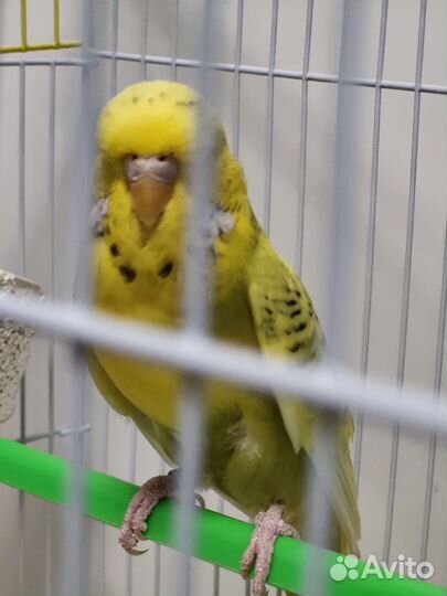 Волнистый попугай