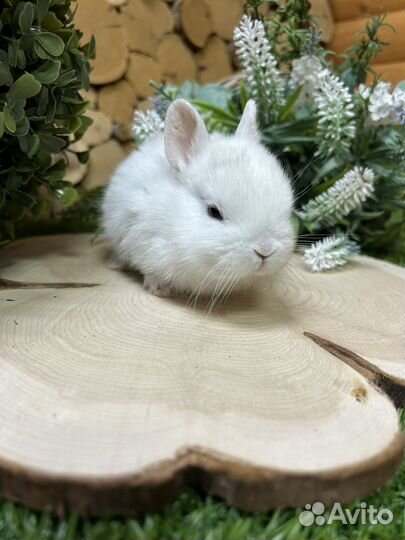 Карликовый кролик породы Гермелин из питомника