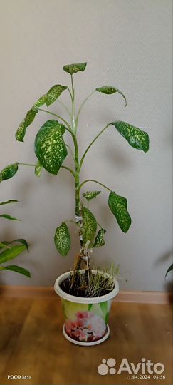 Диффенбахия