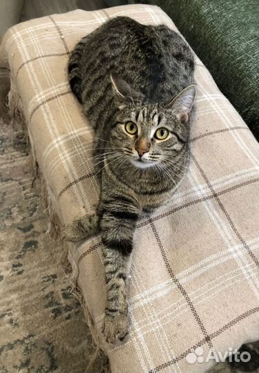 Тигровый Митюша