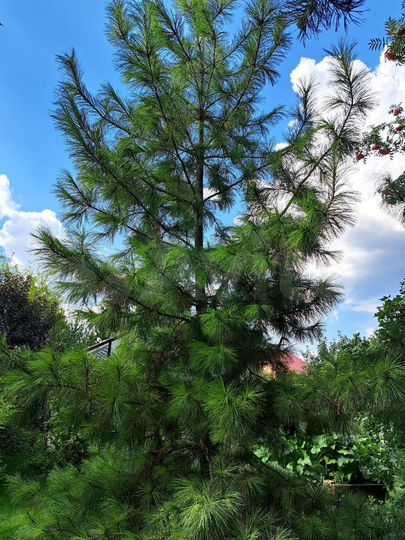 Дом 91,6 м² на участке 10 сот.