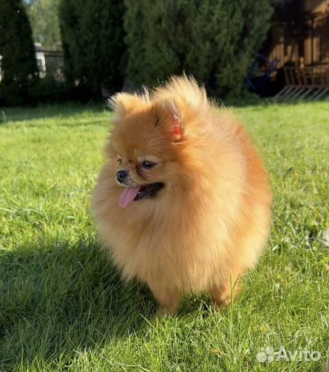 Померанский шпиц щенок девочка