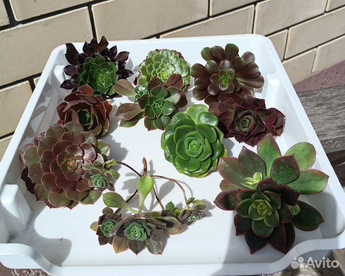 Эониумы(срезы)