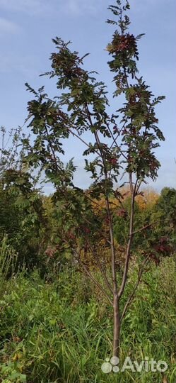 Рябина сахарная 