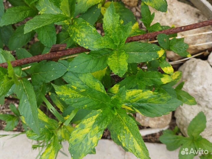 Мята,меллисса, розмарин