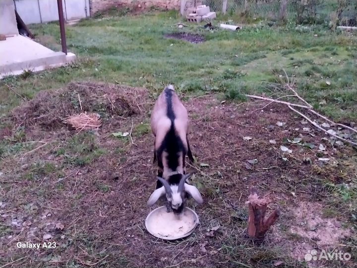 Нубийские козы