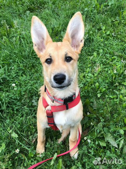 Щенок 3,5мес девочка