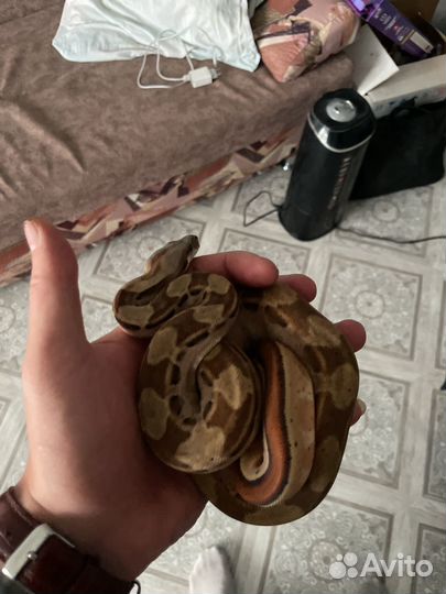 Императорский удав