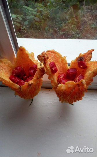 Семена Мамордики