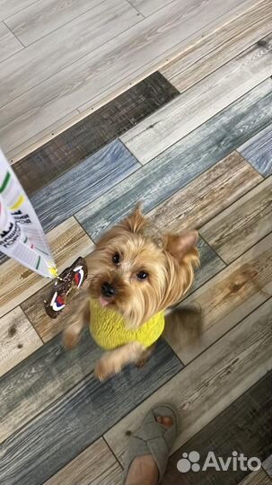 Йоркширский терьер вязка