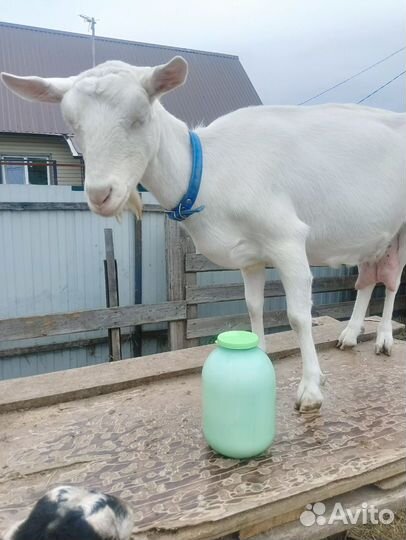 Молоко козье