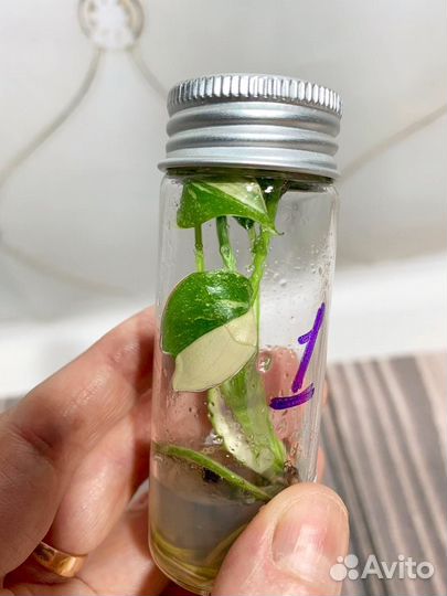 Монстера Тайское созвездие