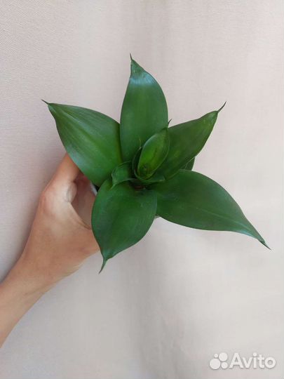 Сансевиерии сортовые