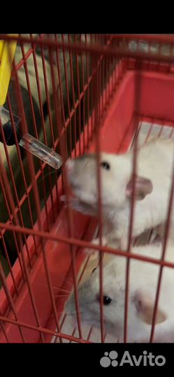 Декоративная крыса в добрые руки