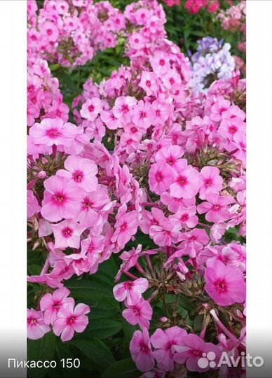 Флоксы сортовые