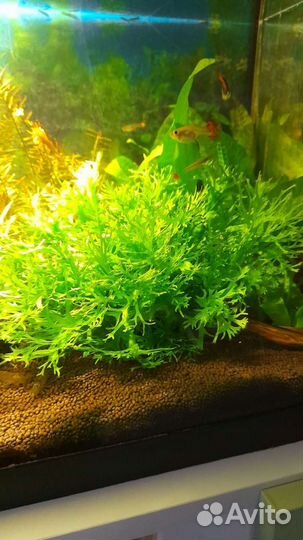 Анциструс супер ред и растения