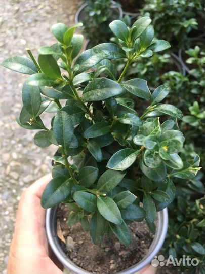 Саженцы самшита на озеленение