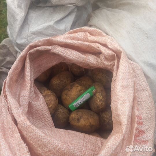 Продам картофель