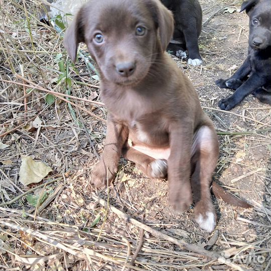 Щенки от небольшой собачки