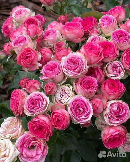 Кусты роз оптом и в розницу