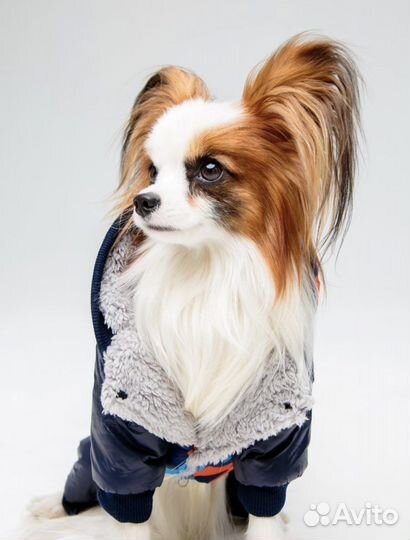 Собака для фотосессии (папийон, папильон)