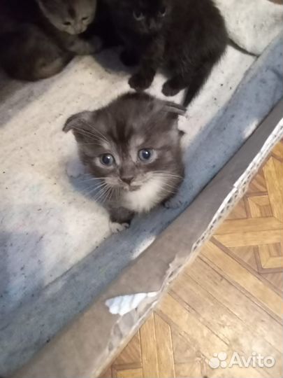 Отдам в добрые руки