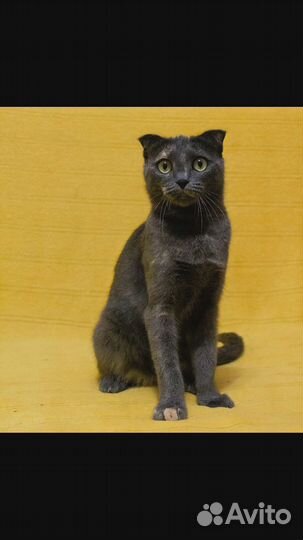 Кошки в добрые руки бесплатно