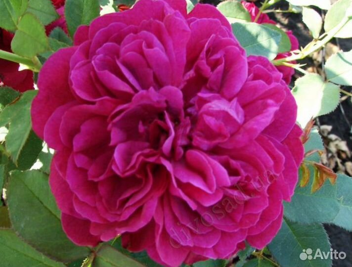 Роза кустовая