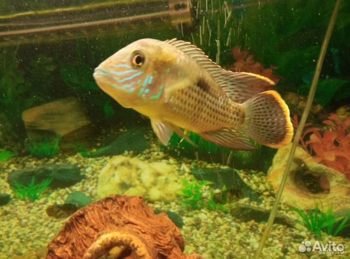 Аквариумные рыбки