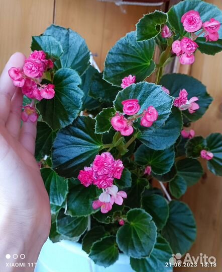 Бегония вечноцветущая махровая