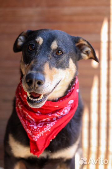 Очаровательный пёс пропадает в приюте