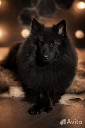 Щенки большого немецкого шпица. Документы РКФ