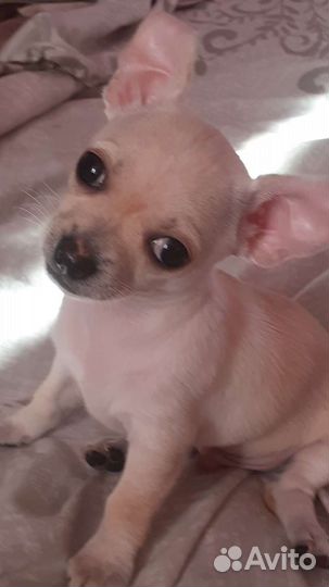 Чихуахуа мини