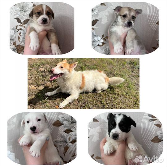 Щенки маленьких пород в добрые руки