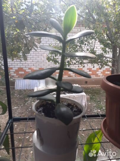 Комнатные цветы