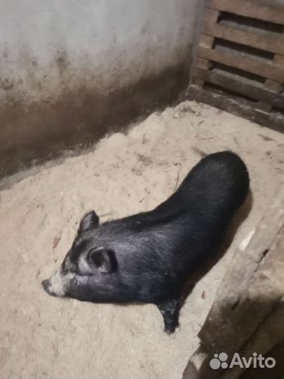 Вьетнамская вислобрюхая