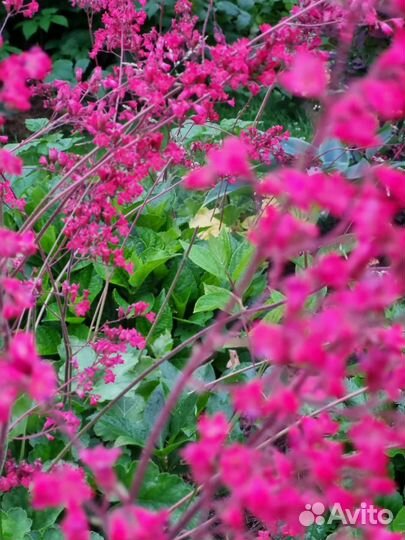 Растения гейхера