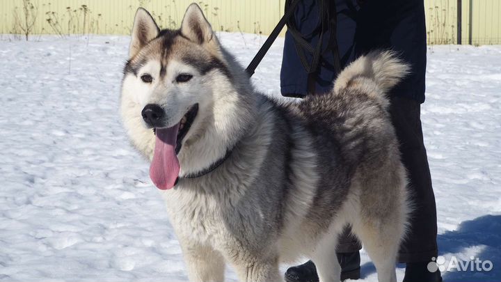 Сибирский хаски